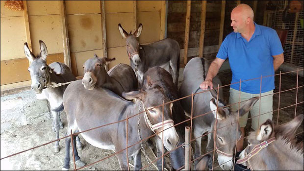 НЕОБИЧНА СВЕЧАНОСТ КОД ДАНИЛОВГРАДА: Принц отворио музеј магараца, улазница кило шаргарепа
